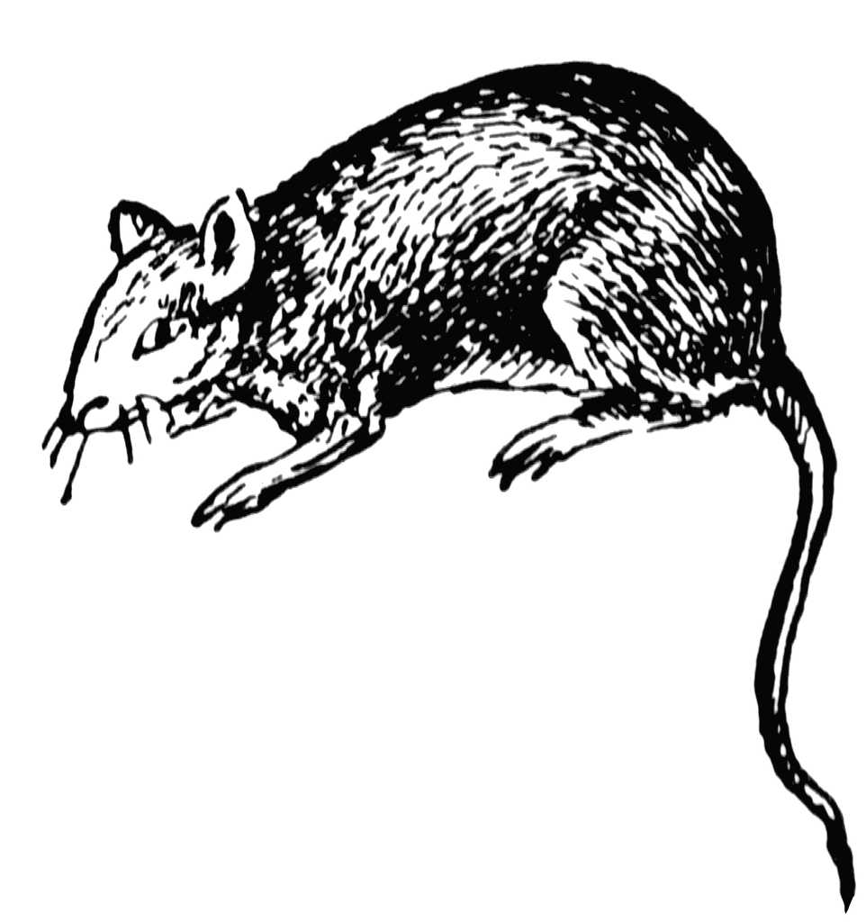 rat clipart black and white - photo #3