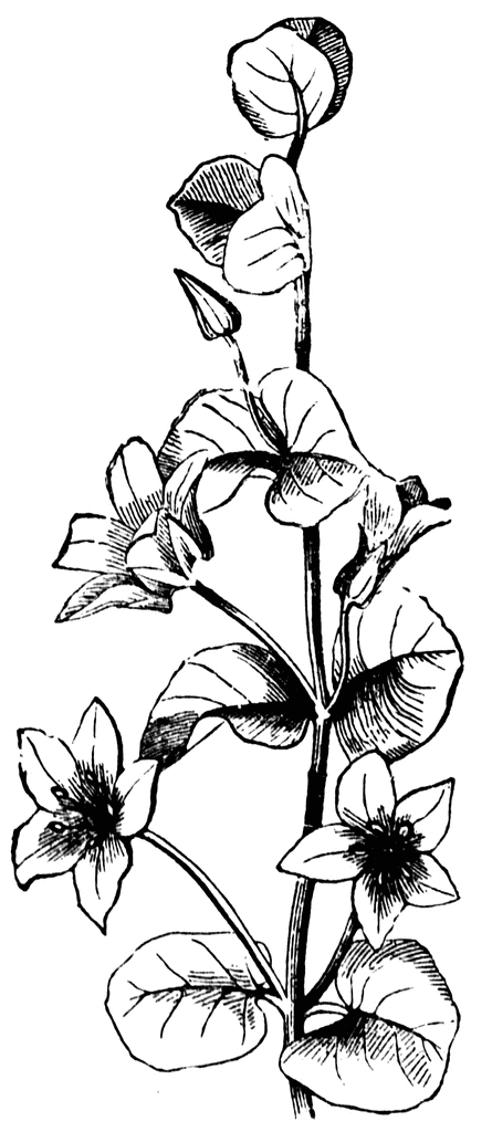 cliparts of flowers. flower clip art images.