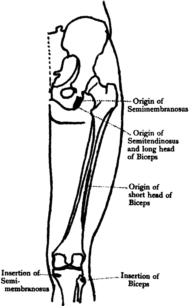 Muscles of the Thigh | ClipArt ETC
