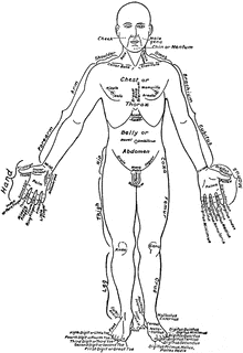 Front View of the Parts of the Human Body Labeled in English and Latin