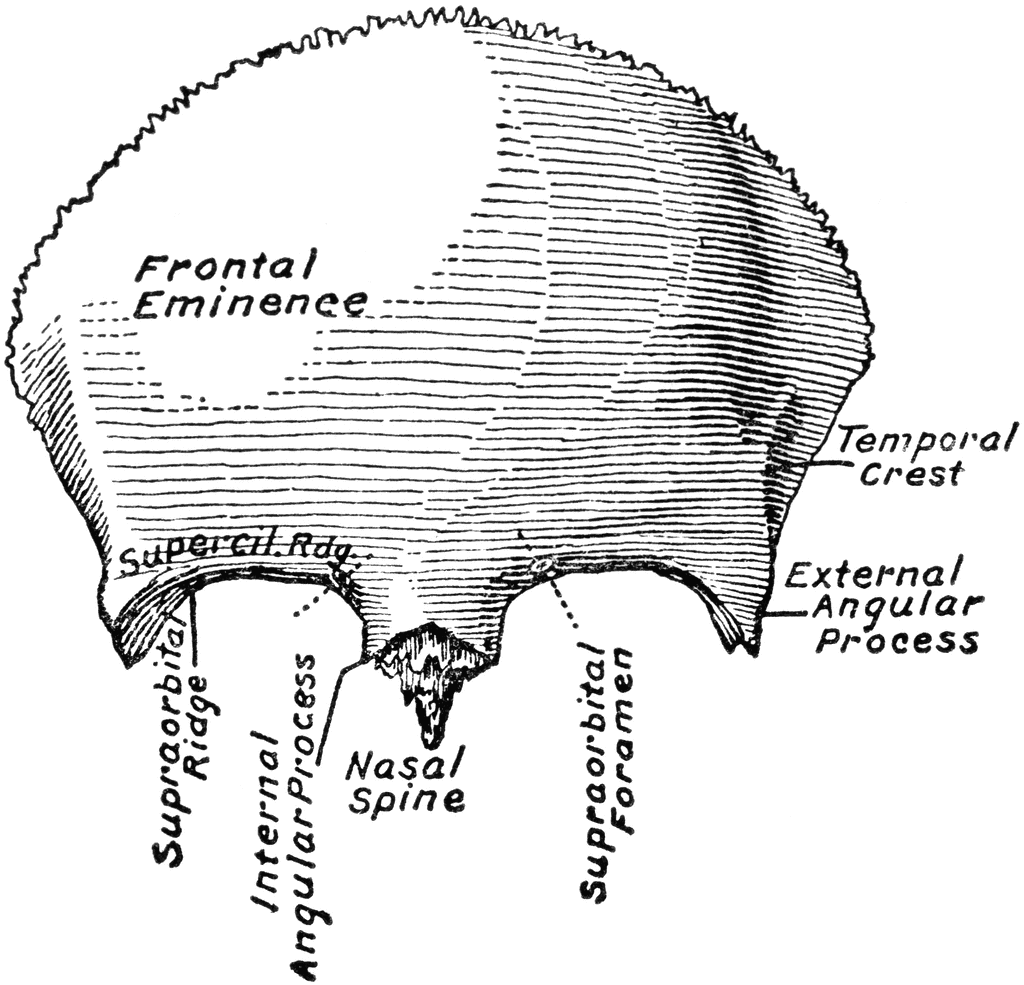 Frontal Bone | ClipArt ETC