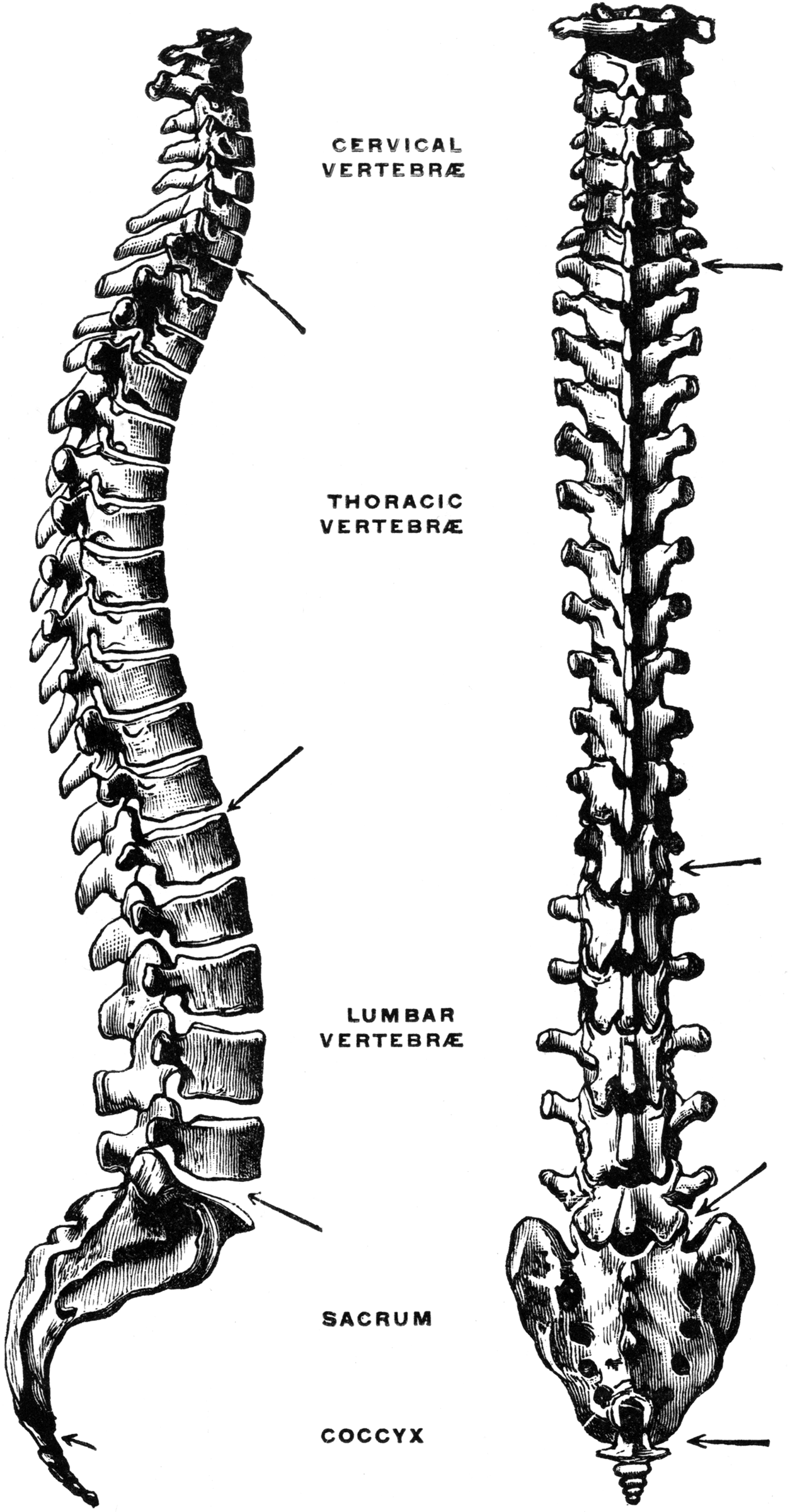 Lateral and Dorsal View of the Vertebral Column | ClipArt ETC