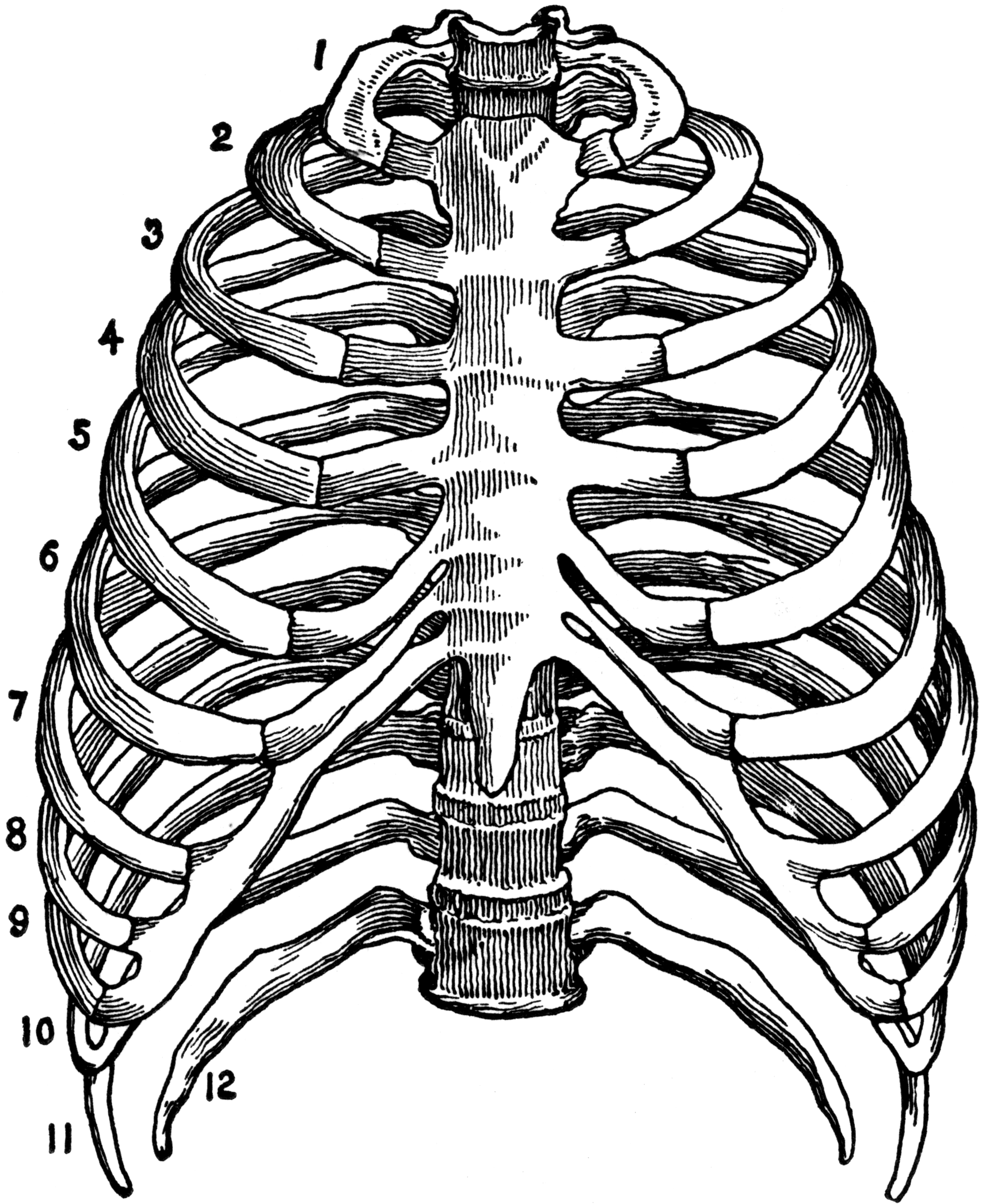 Skeleton of the Thorax | ClipArt ETC
