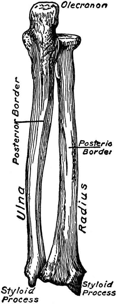Dorsal View Of The Bones Of The Forearm Clipart Etc