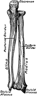 Dorsal View of the Bones of the Forearm | ClipArt ETC