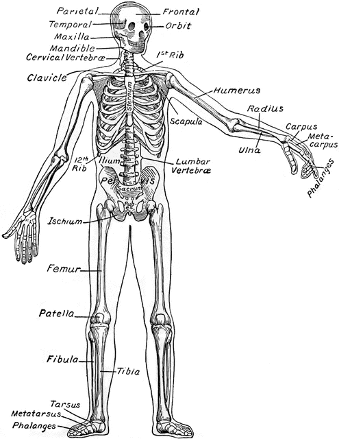 The Human Skeleton | ClipArt ETC