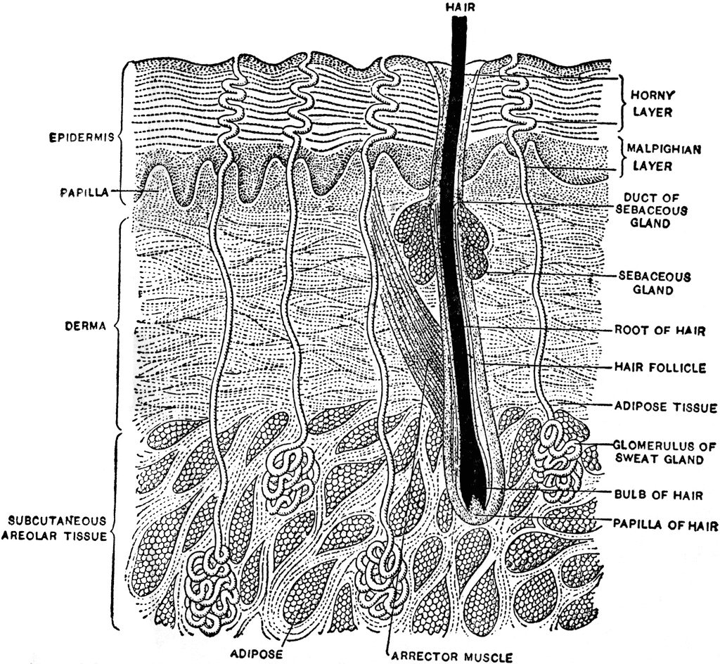 Vertical Section of the Skin | ClipArt ETC