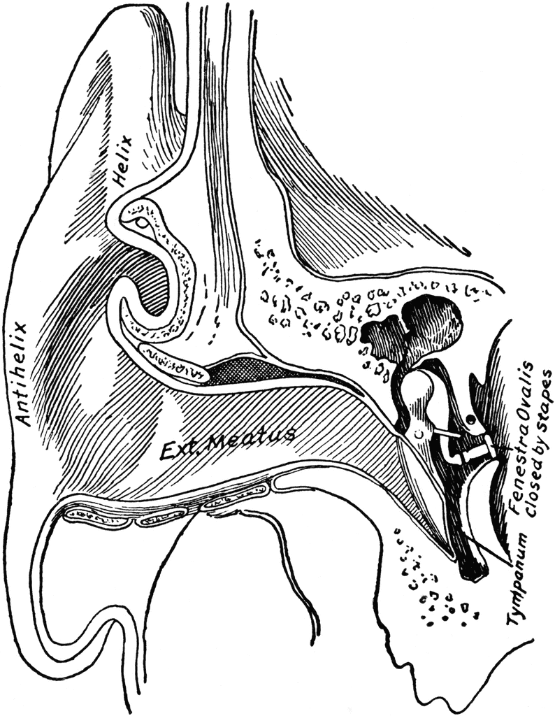 Ear Showing External Auditory Meatus Clipart Etc