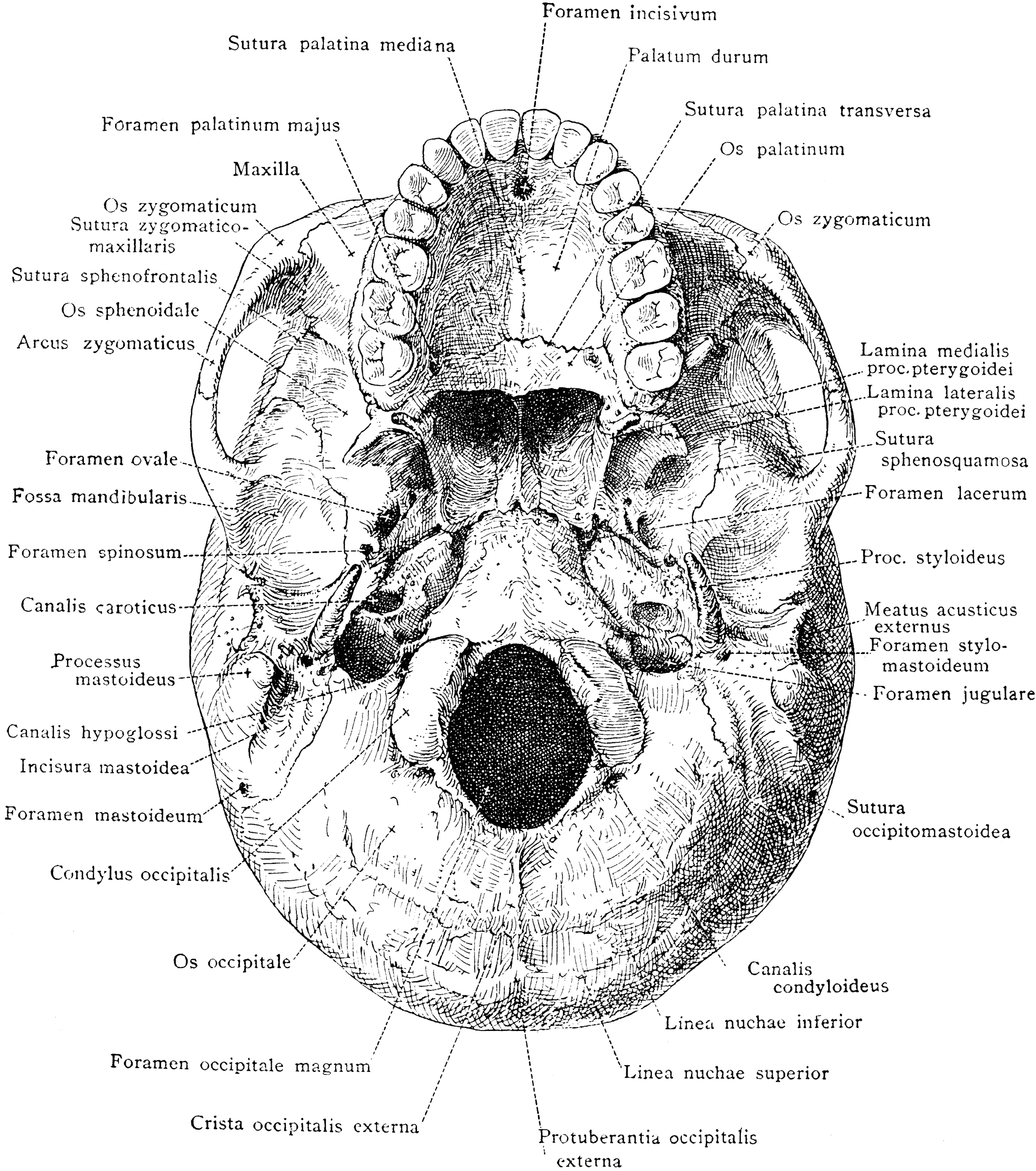 Human Skull Diagram 9450