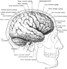 Brain in Relation to Skull and Face