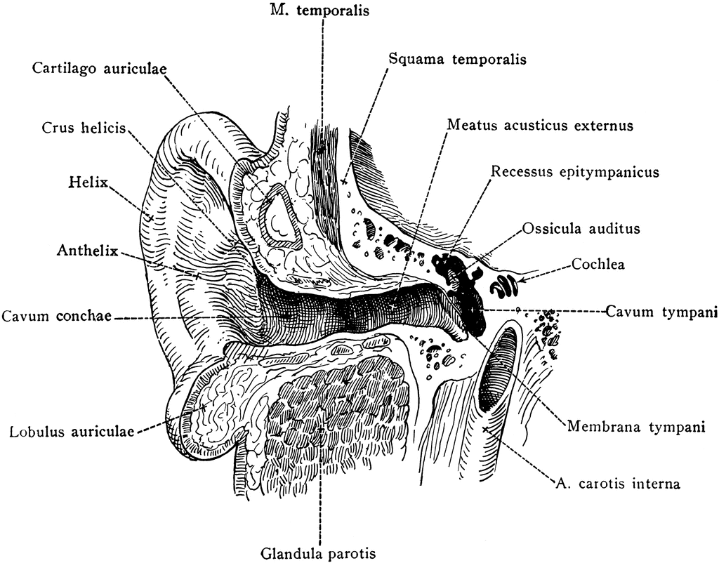 Auditory Canal of the Ear | ClipArt ETC