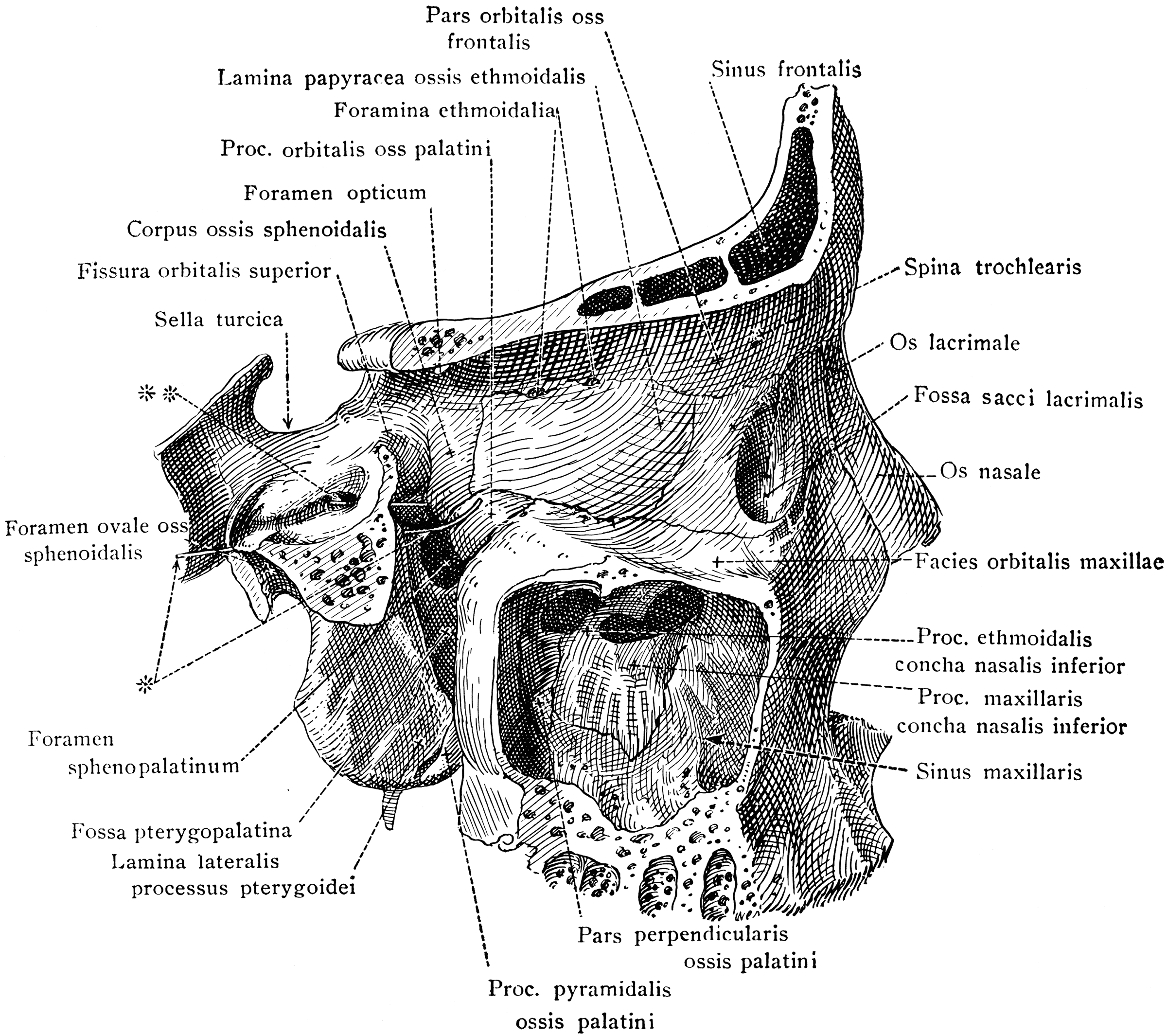Pterygoid Fossa and Maxillary Sinus | ClipArt ETC