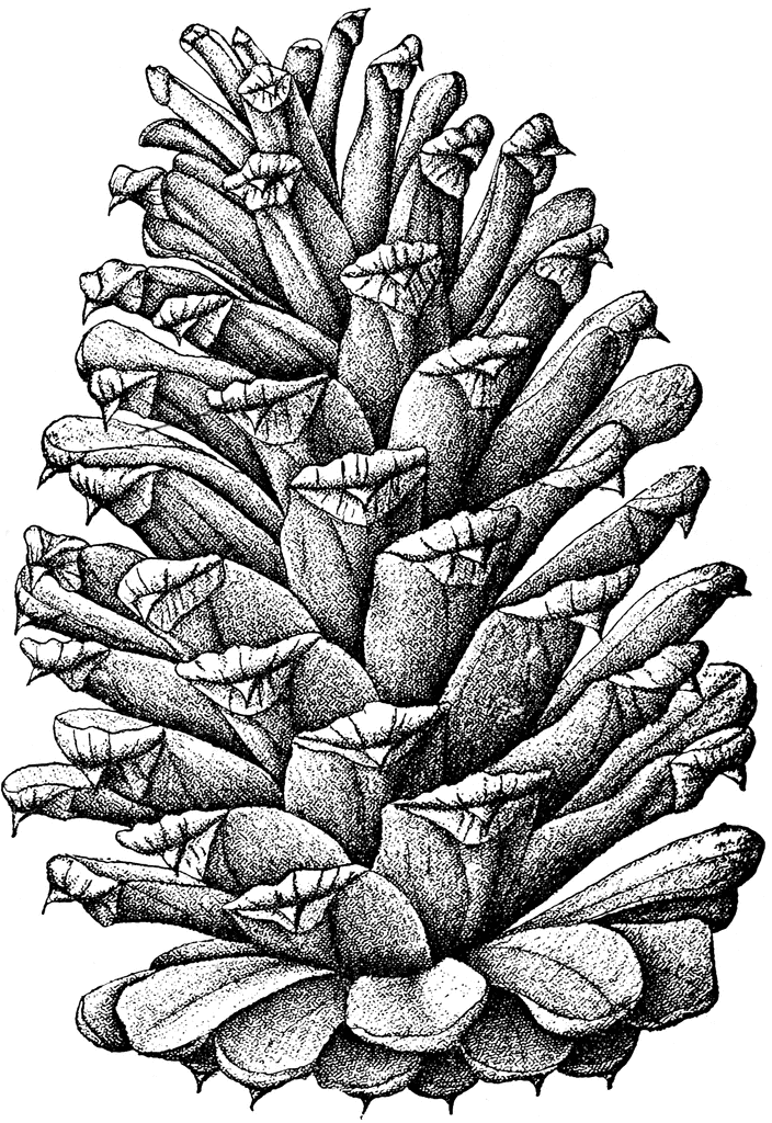 Loblolly pine (pinus toeda L.). Two-thirds natural size. mature open