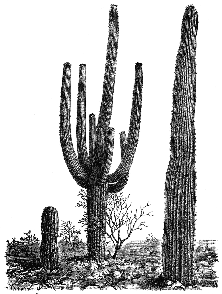 Giant Cactus (cereus giganteus). | ClipArt ETC