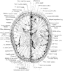 Cross Section of Head 1 cm Above Orbit