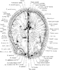 Cross Section of Head at Supraorbital Margin