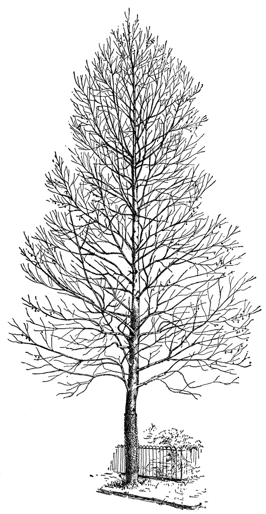 clip art sycamore tree - photo #13