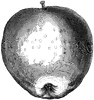 Westfield Seek-No-Further Apple