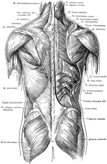 Posterior View of the Muscles of the Trunk | ClipArt ETC