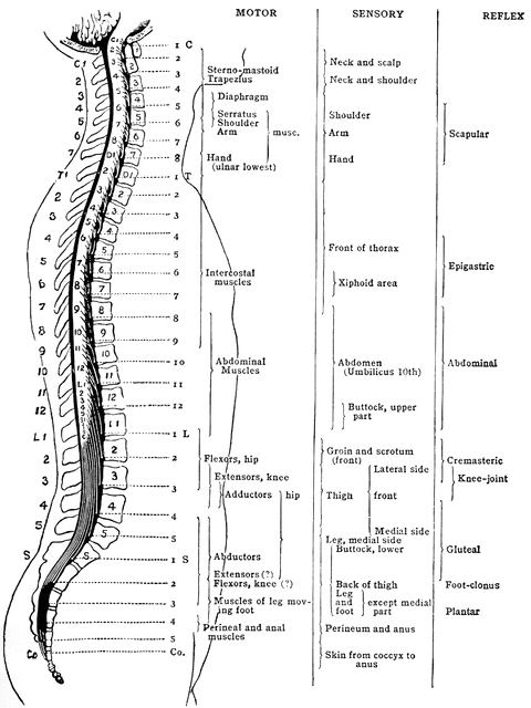Distribution of the Spinal Nerves | ClipArt ETC