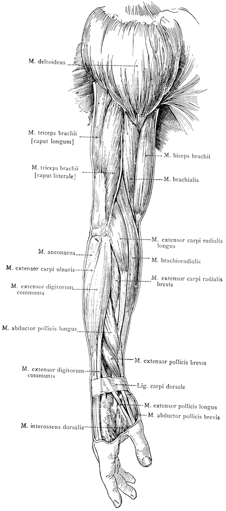 Lateral View of the Superficial Muscles of the Arm | ClipArt ETC