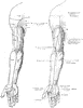 Cutaneous Nerves of the Front of the Arm