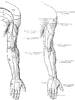 Cutaneous Nerves of the Back of the Arm