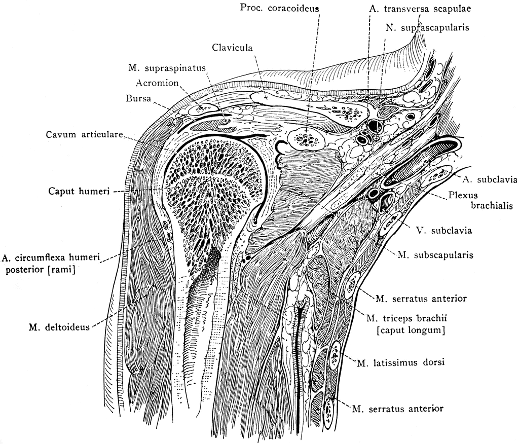 Frontal Section Through the Shoulder | ClipArt ETC