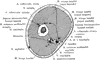 Cross Section of Arm Through Musculospiral Nerve