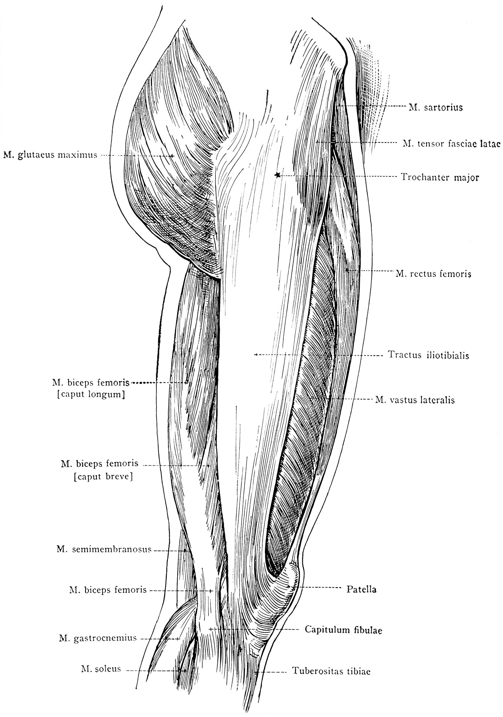 Lateral View of the Superficial Muscles of the Thigh | ClipArt ETC