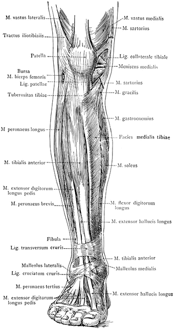 Anterior View of the Superficial Muscles of the Leg | ClipArt ETC