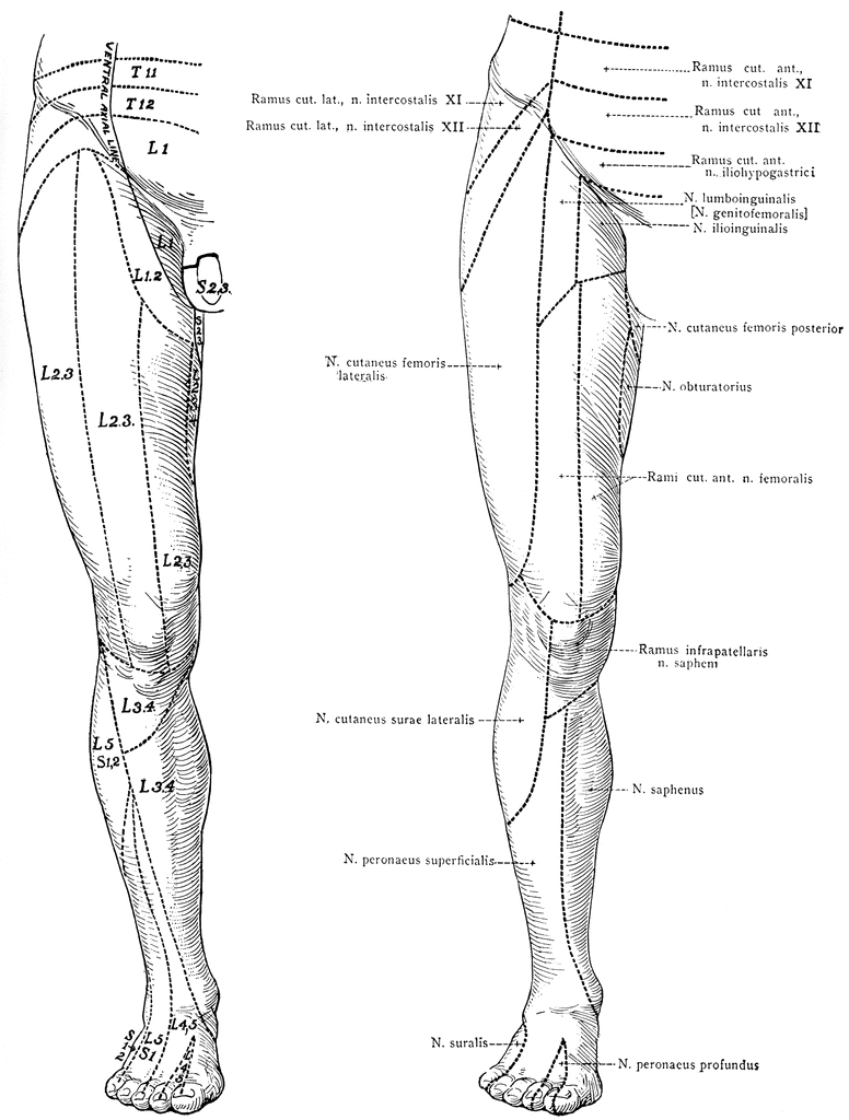 Cutaneous Nerves on the Front of the Legs | ClipArt ETC