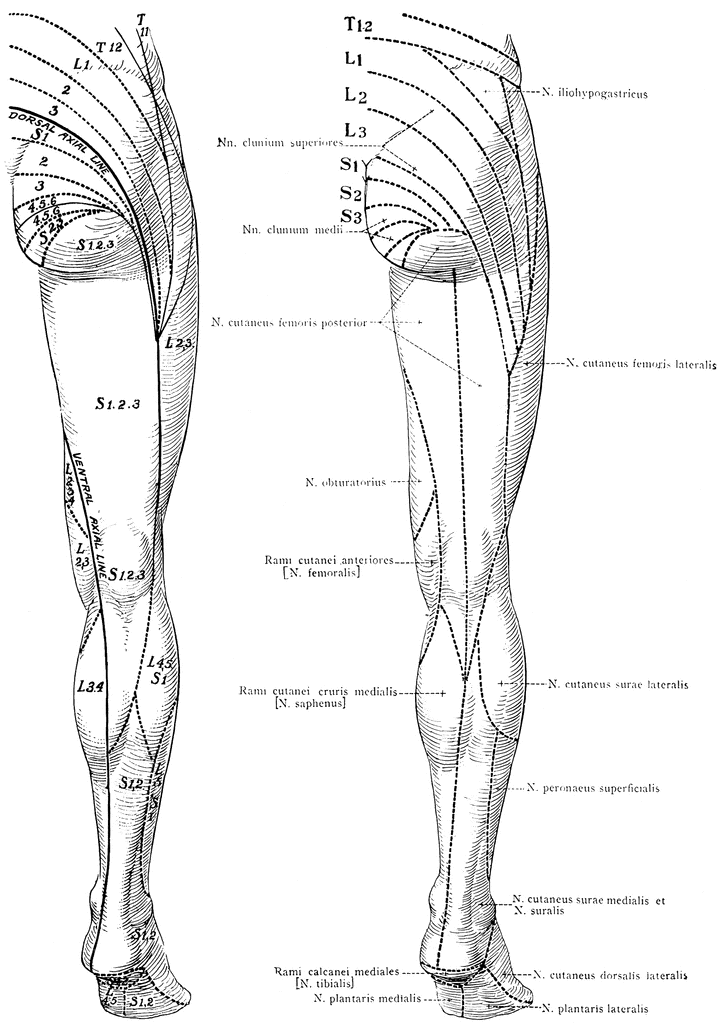 Cutaneous Nerves on the Back of the Legs | ClipArt ETC