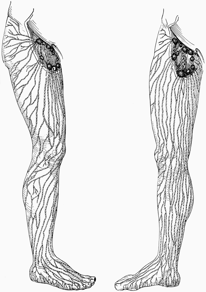 Superficial Lymphatics and Vessels and Nodes of the Legs | ClipArt ETC