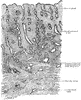 Uterine Mucous Membrane