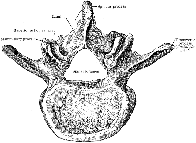 Third Lumbar Vertebra From Above | ClipArt ETC