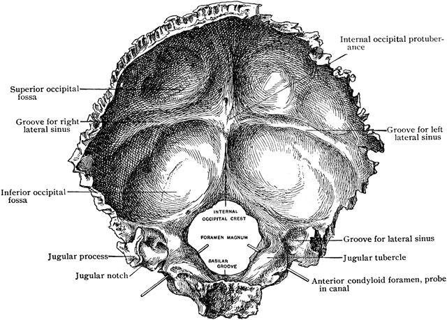 Internal Surface of the Occipital Bone | ClipArt ETC
