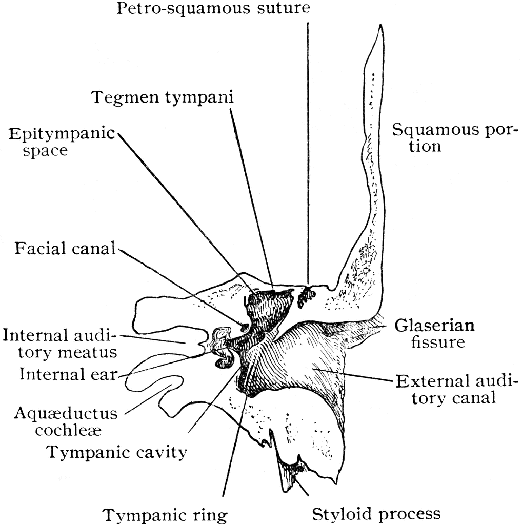 Frontal Section of Temporal Bone | ClipArt ETC