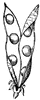 Legume