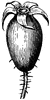 Rose-hip