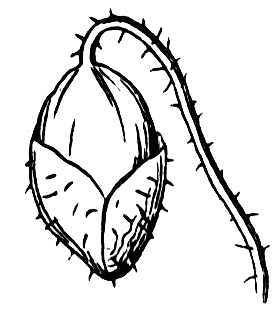 clipart tree buds - photo #22