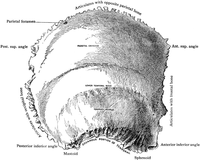 Outer Surface of the Parietal Bone | ClipArt ETC