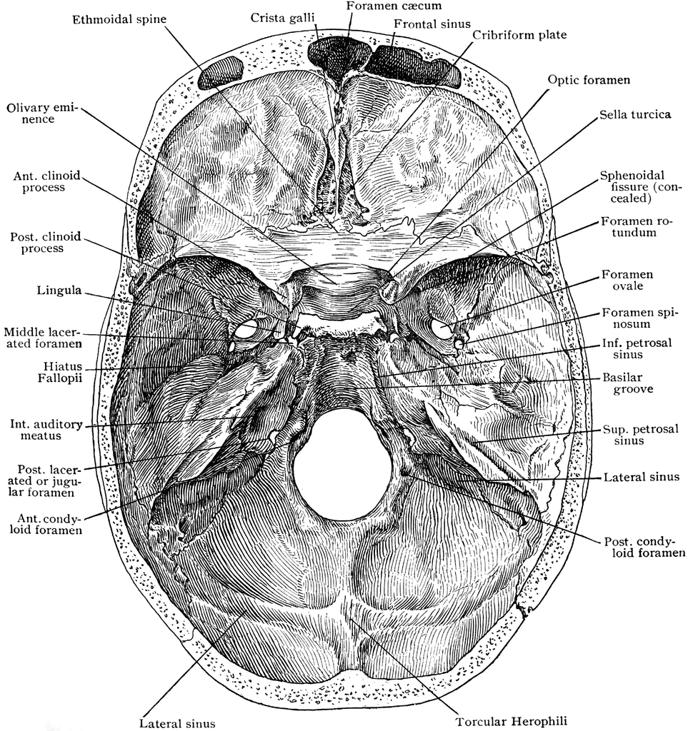 Base of Skull from Above | ClipArt ETC