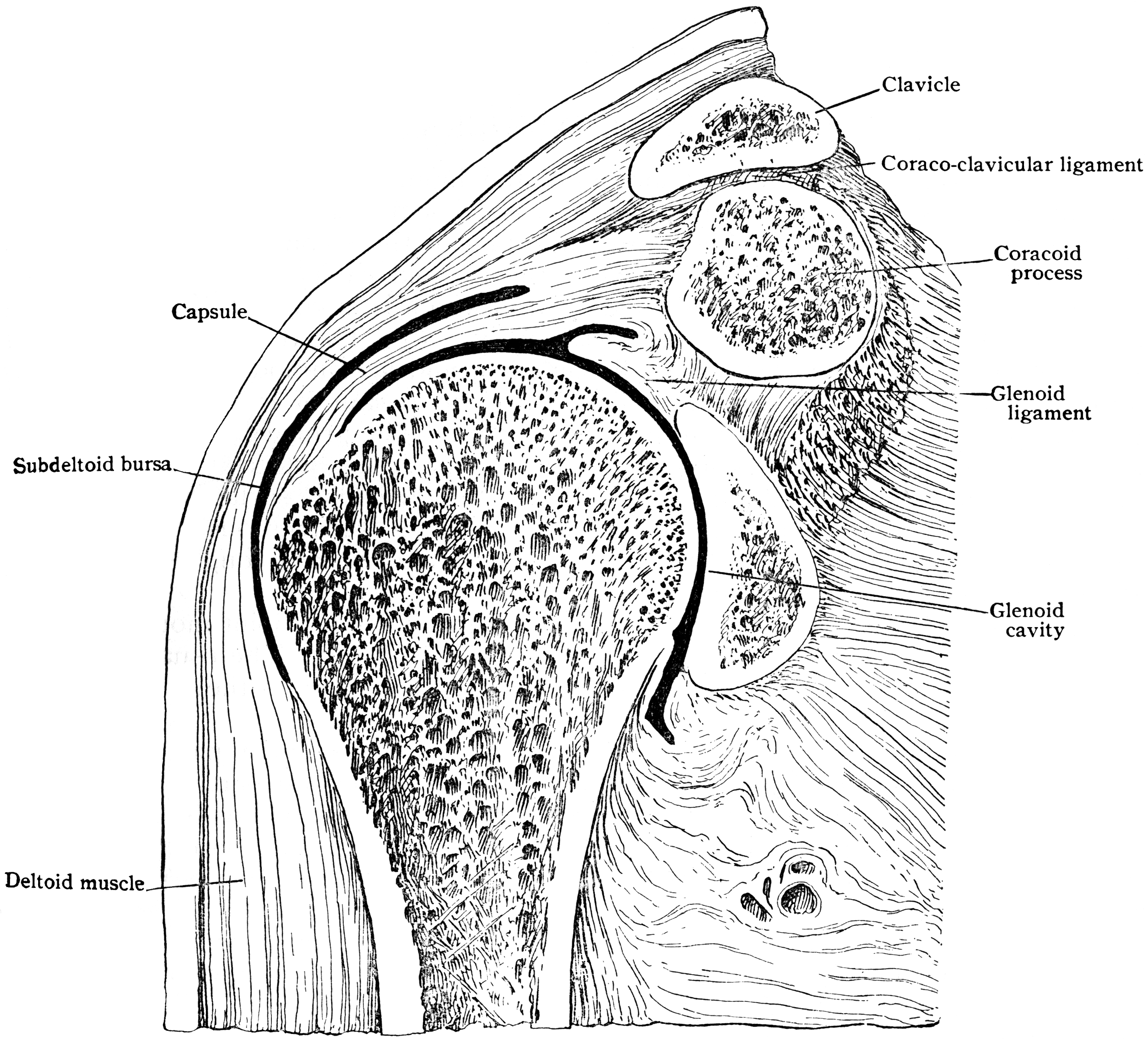Frontal Section Through Shoulder Joint | ClipArt ETC