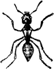 Worker Ash Ant