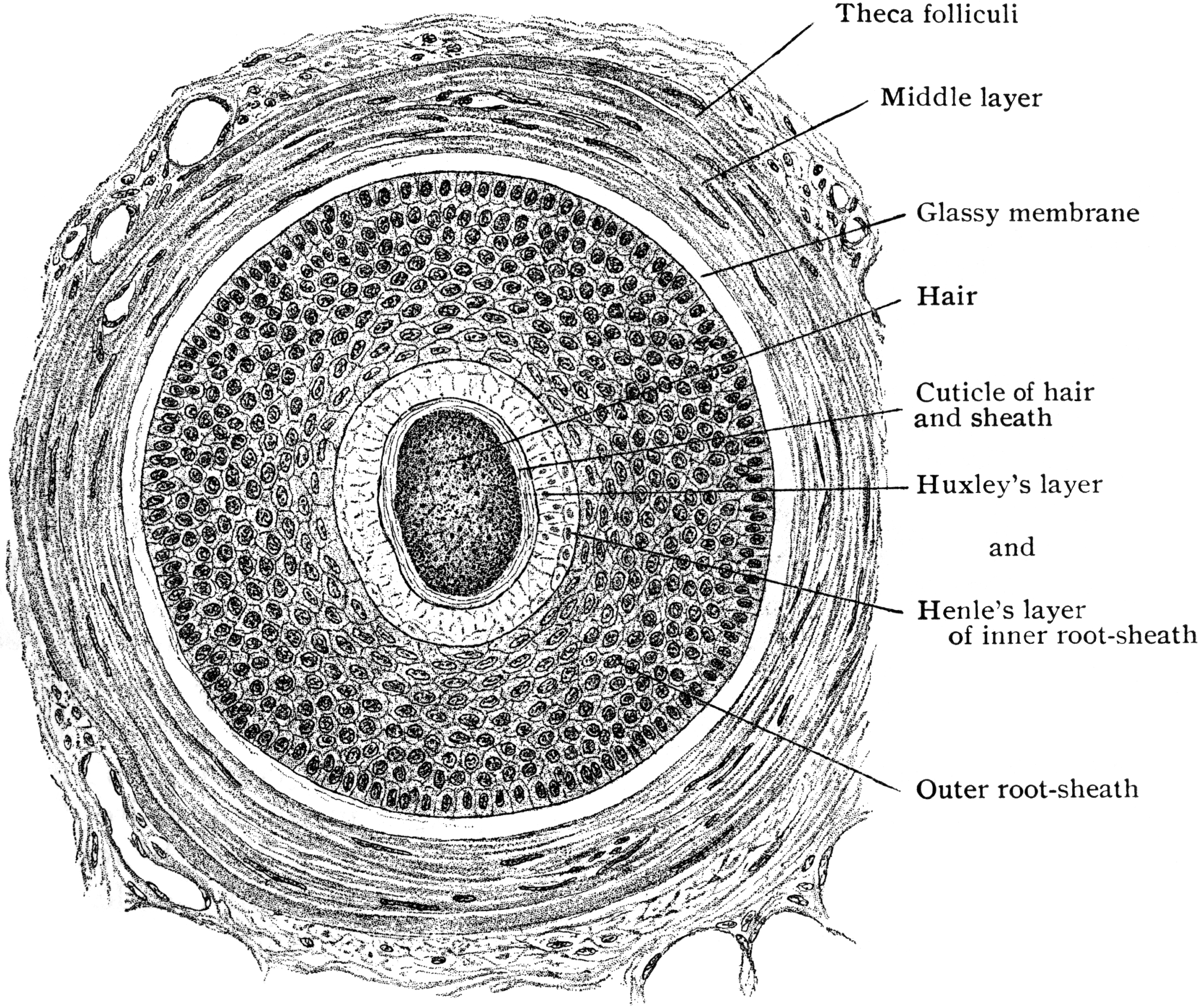 Transverse Section of Hair Follicle | ClipArt ETC