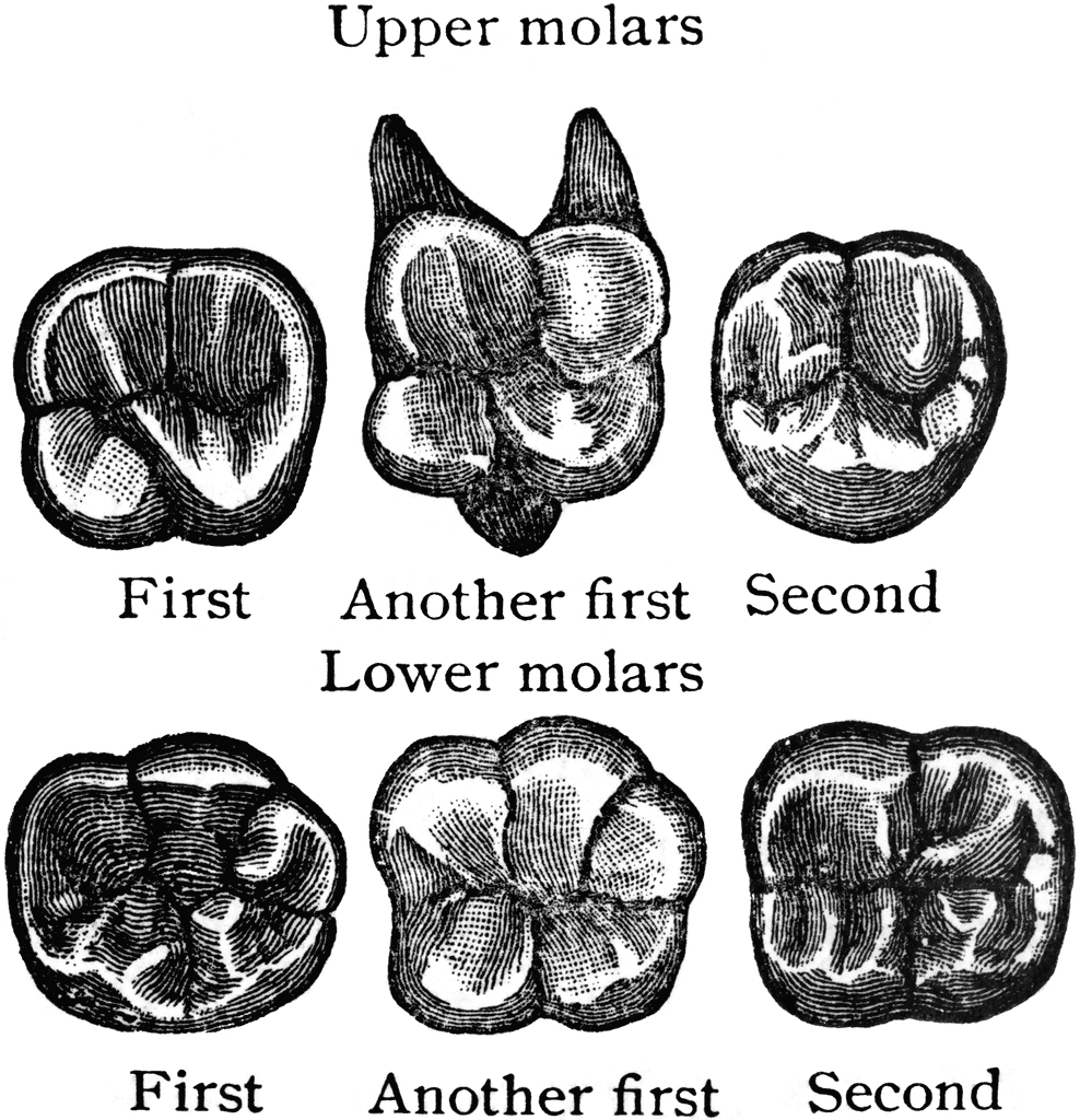 Surface Of Molar ClipArt ETC