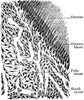 Section of Pulp Tissue of Tooth