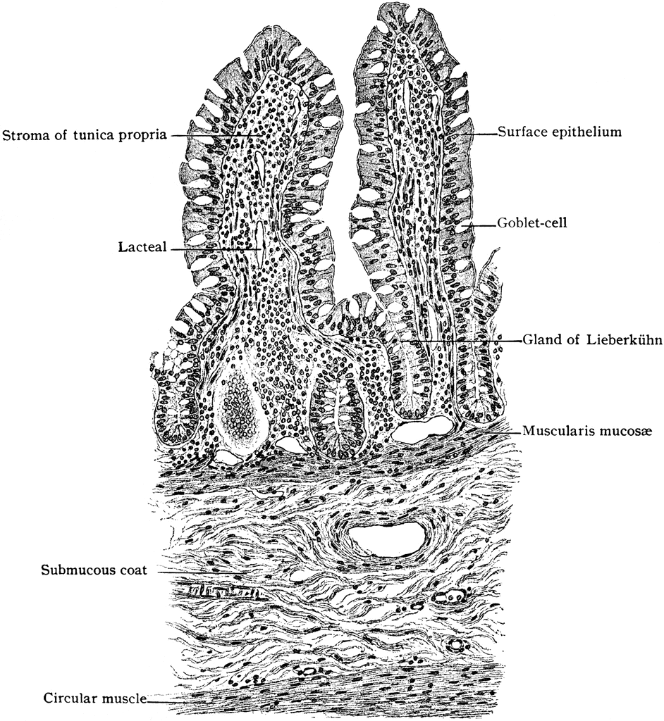 Transverse Section of Villi of Small Intestine | ClipArt ETC
