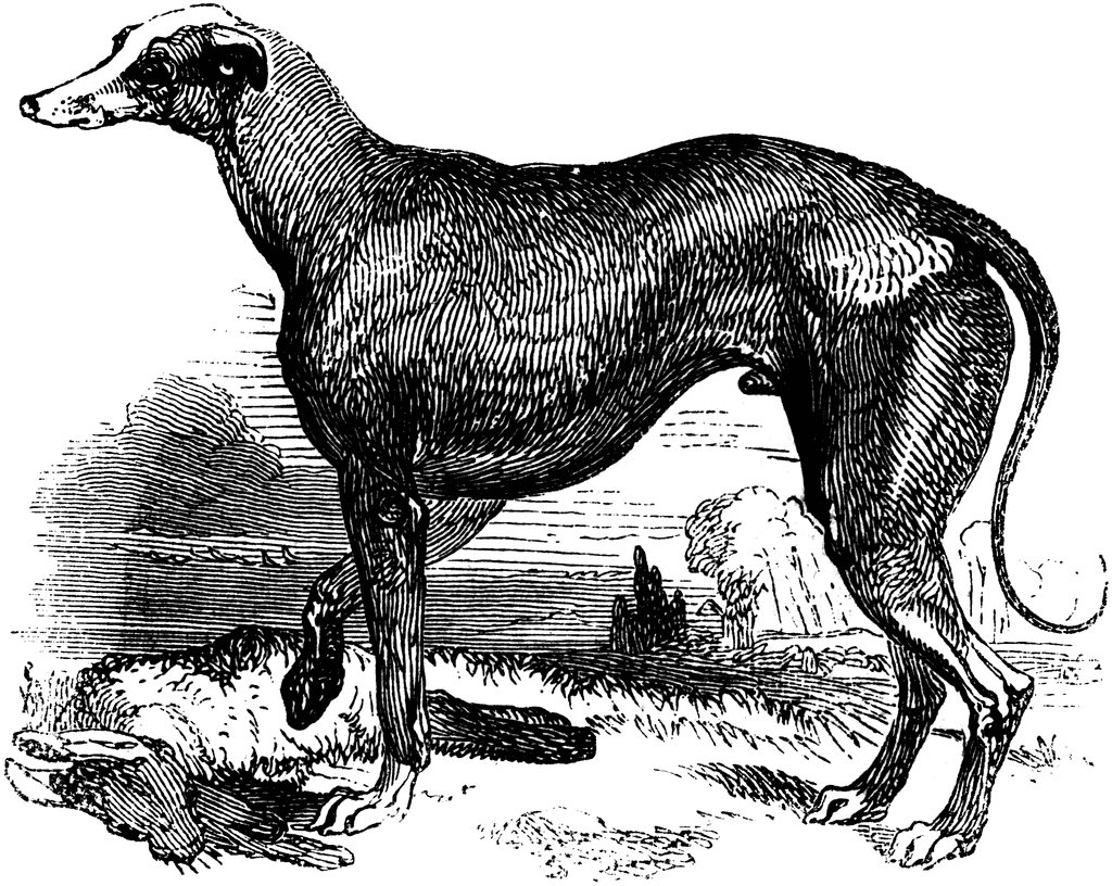 greyhound dog clipart - photo #29
